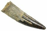 Fossil Spinosaurus Tooth - Real Dinosaur Tooth #349781-1